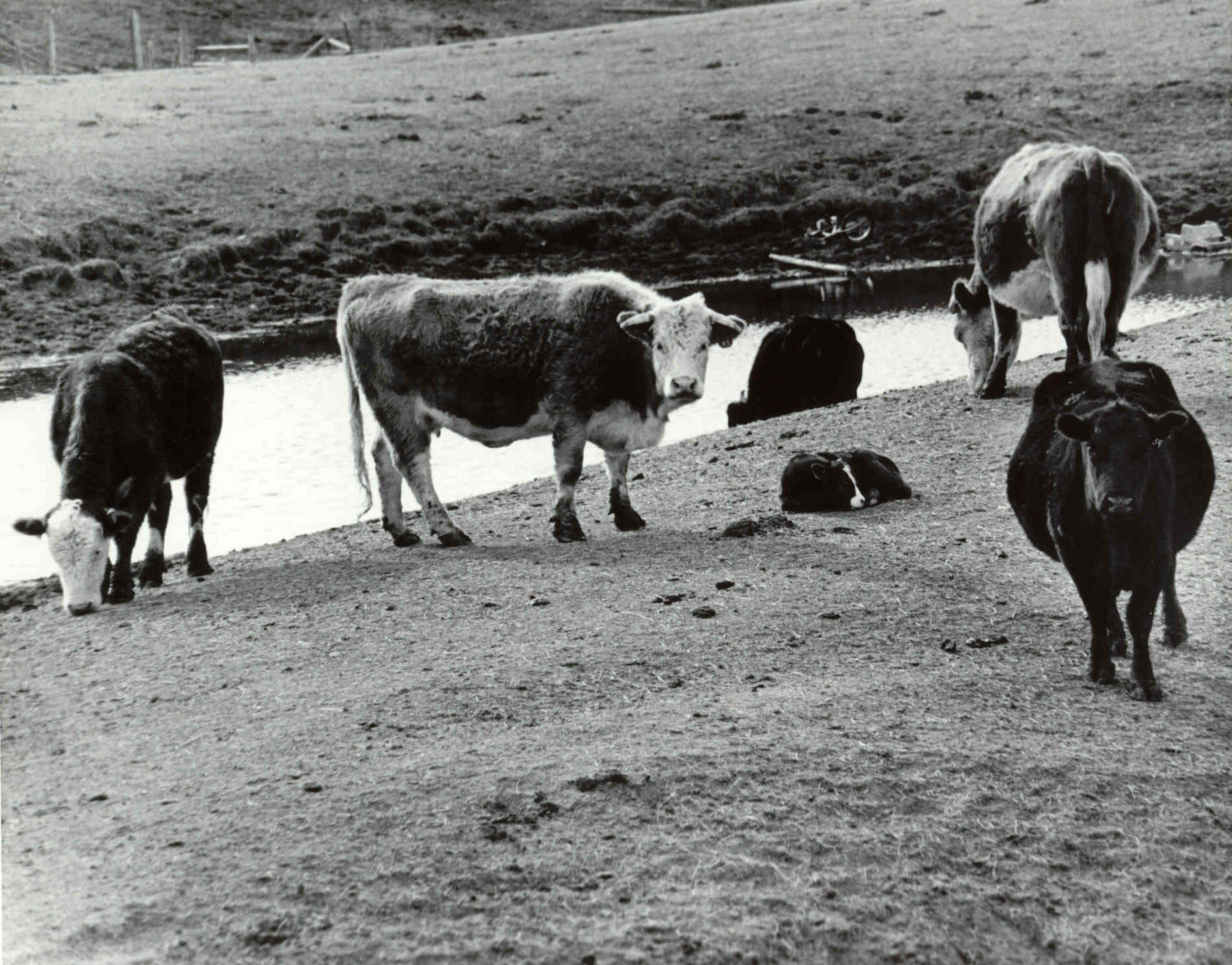 Cattle