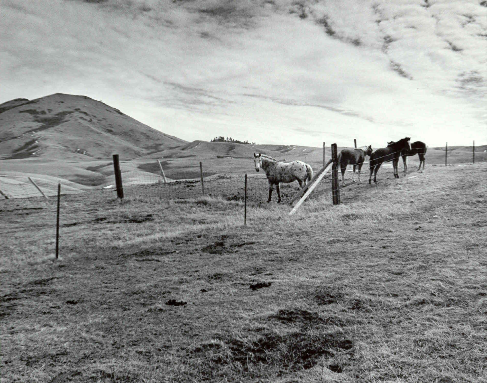 Haystack Mountain With Horses