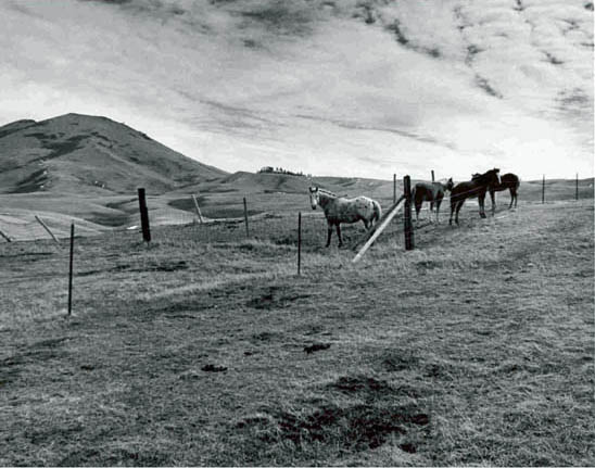Horses Photography