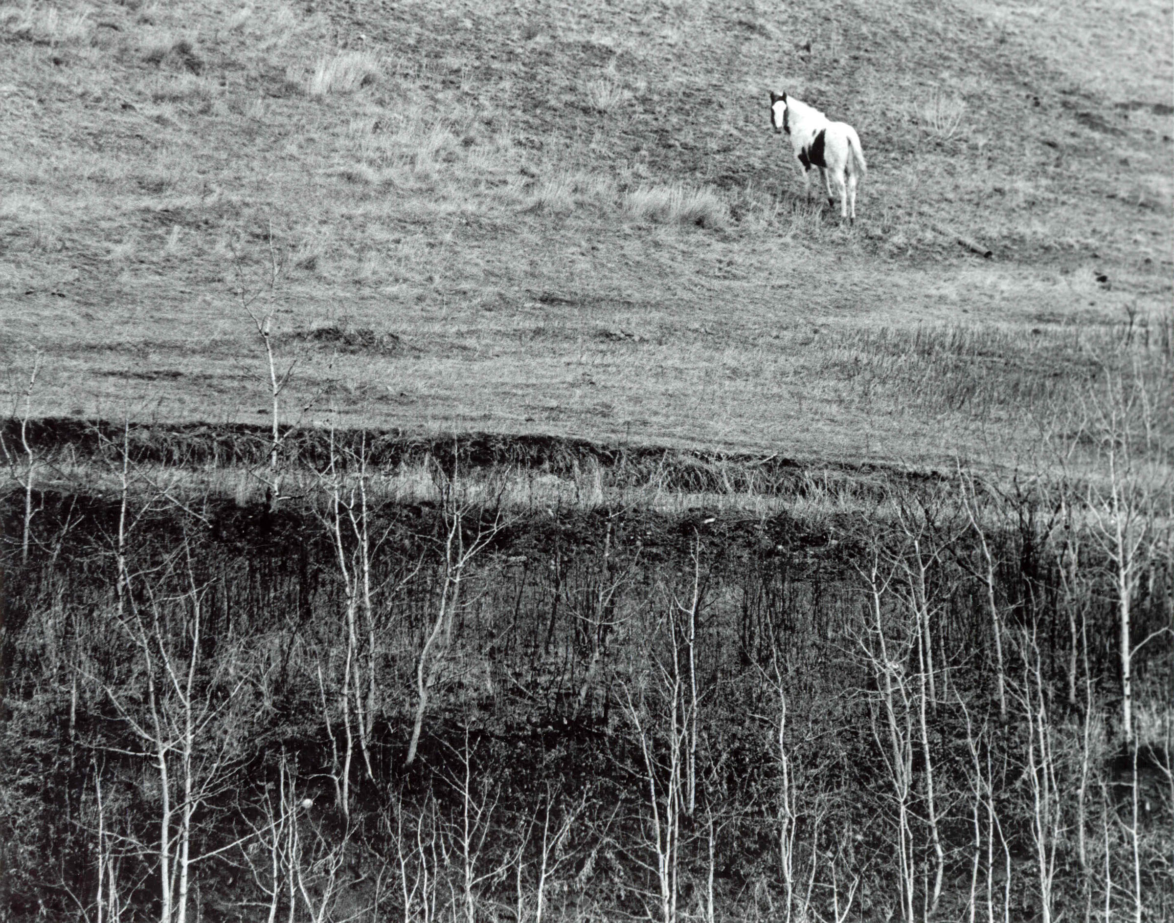 Photo Session With A Horse