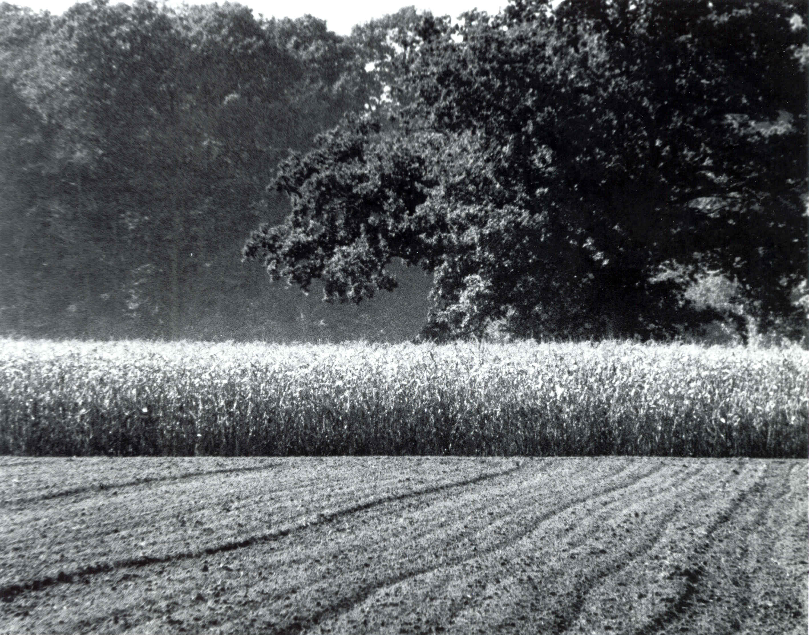 Steinhagen Fields